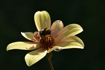 Close-up of insect pollinating flower