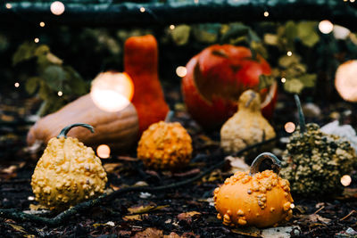 Close-up of pumpkins on field during halloween