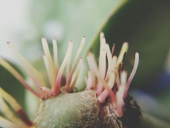 Close-up of flower bud