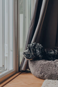 Cute 2 months old havanese puppy laying in a soft bed by an open terrace door, looking outside.