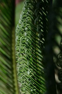 Close-up of ferns growing outdoors