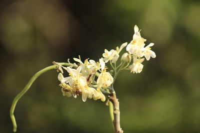 Close-up of white flowering plant