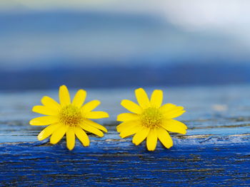 Close-up of yellow flower