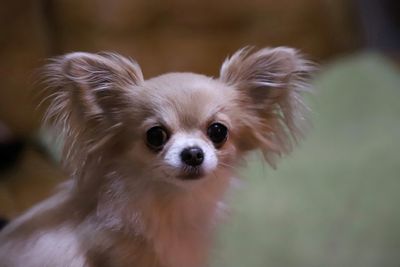 Close-up portrait of a dog