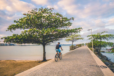 Man riding bicycle by tree against sky