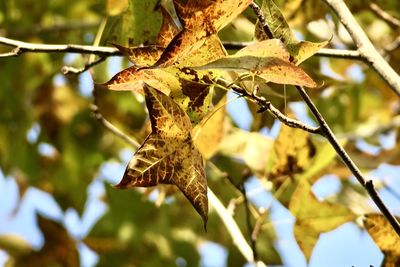 Close-up of dry leaves on tree