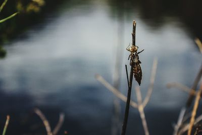 Close-up of damselfly on leaf