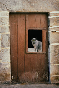 Cat looking through window