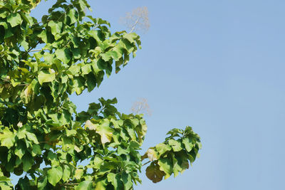 Low angle view of tree against clear blue sky