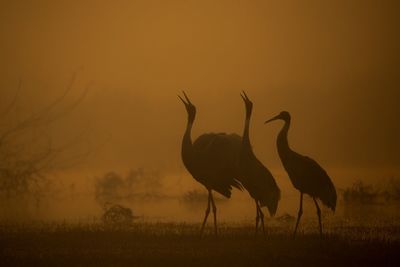 Silhouette birds on field against sky during sunset