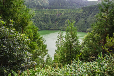 High angle view of trees on landscape