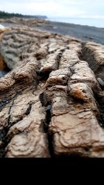 Close-up of driftwood on beach