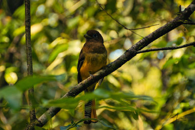 Tropical bird on a tree branch in a national park of costa rica