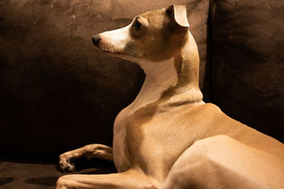 Close-up of dog resting