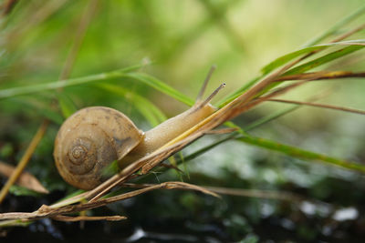 Close-up of snail on plant