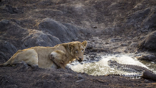 Portrait of lioness by pond