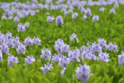 Close-up of purple flowers blooming on field