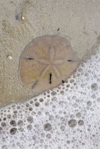 High angle view of lizard on sand at beach