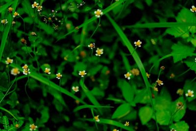 Close-up of flowers on plant