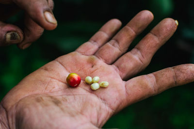Cropped hand of person holding raw coffee beans