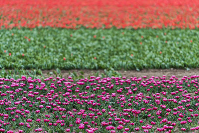 Close-up of pink flowering plants on field