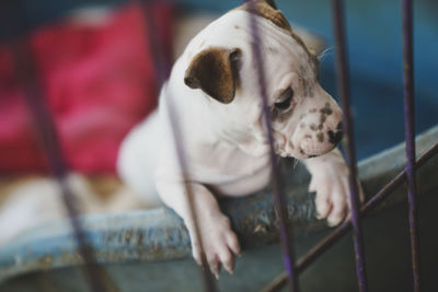 Close-up of dog looking away