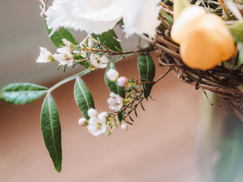 Close-up of apple on plant