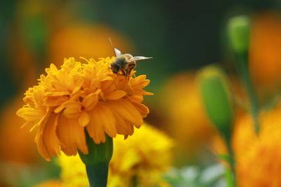 Close-up of bee pollinating on flower