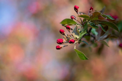 Close-up of pink flowering plant