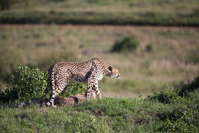 View of a cat on field