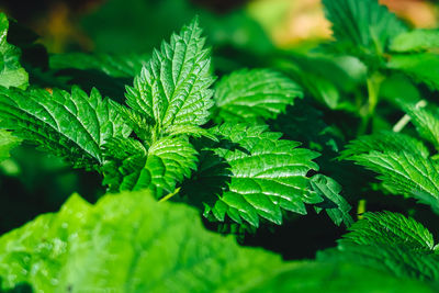 Close-up of fresh green leaves