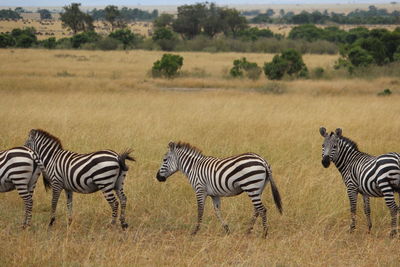 Side view of zebras on landscape