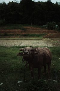 Horse standing on field