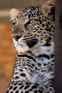 Close-up of cat relaxing outdoors