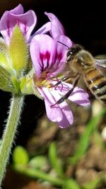 Close-up of insect on purple flower