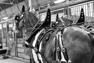 Minnesota state fair horse in stable