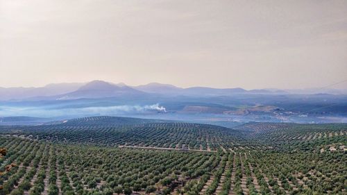 Scenic view of vineyard against sky