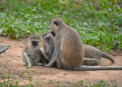 Monkeys resting on pathway against grassy field