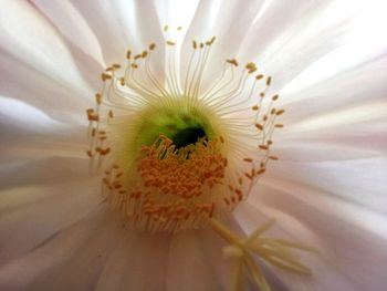 Macro shot of white daisy flower