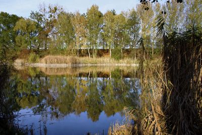 Reflection of trees in lake