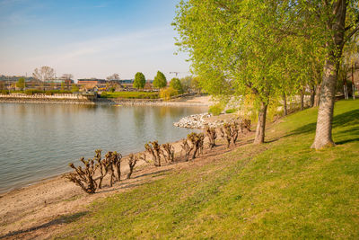 View of trees at riverbank