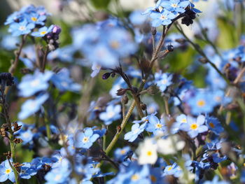 Forget-me-not flowers blooming at park