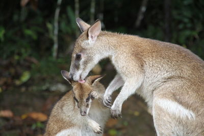 Close-up of cats