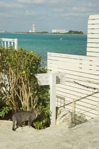 View of an animal on beach