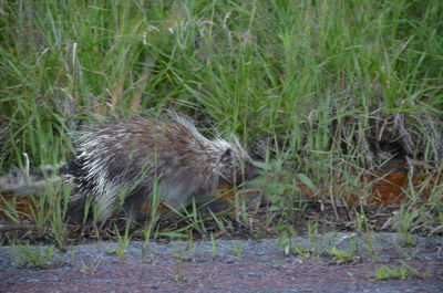 View of an animal on grass