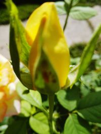 Close-up of yellow flower blooming outdoors