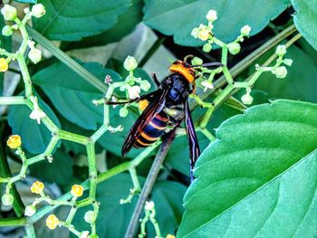 Close-up of bee on plant