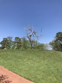 Plants growing on field against clear sky