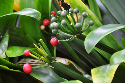 Close-up of berries growing on plant
