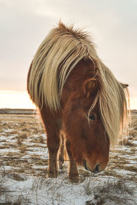 Close-up of horse standing on snow field against sky